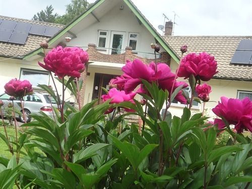 Linchens Bed And Breakfast Felbridge المظهر الخارجي الصورة
